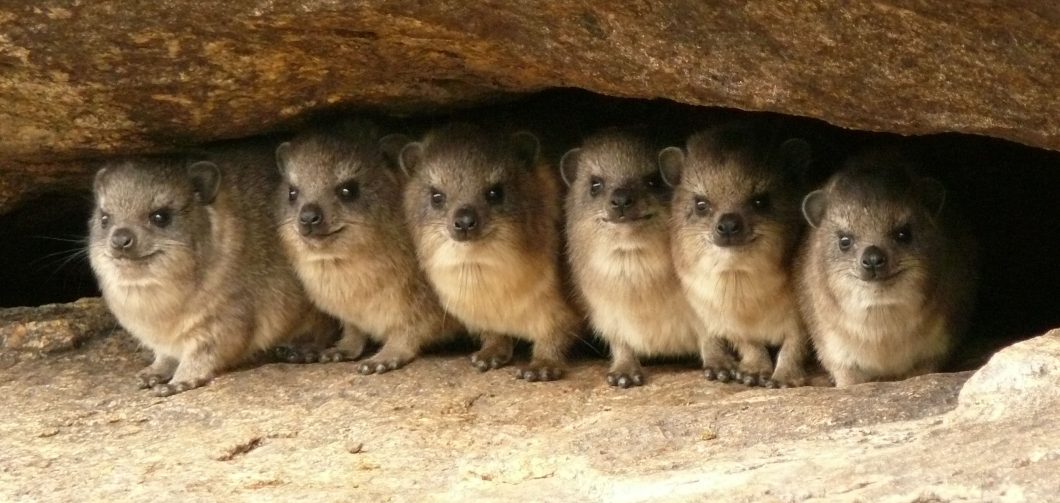 Hyrax – egy kínzóeszköznek látszó fogszabályozó szerkezet története